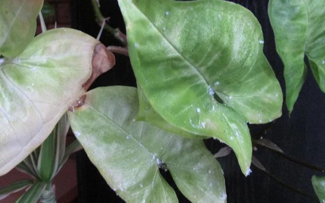 預防植物感染蟲害要掌握幾個技巧，否則容易感染這8種常見害蟲
