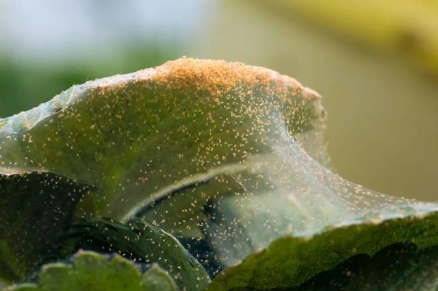 預防植物感染蟲害要掌握幾個技巧，否則容易感染這8種常見害蟲