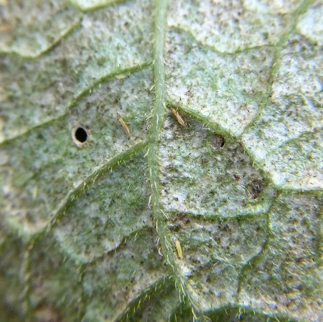 預防植物感染蟲害要掌握幾個技巧，否則容易感染這8種常見害蟲