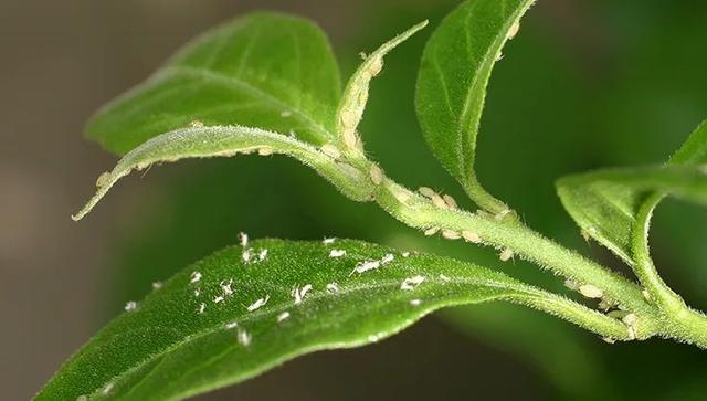 預防植物感染蟲害要掌握幾個技巧，否則容易感染這8種常見害蟲