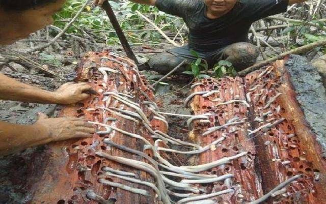 貝類中的異類——船蛆，長相怪異卻依然"美味"難擋