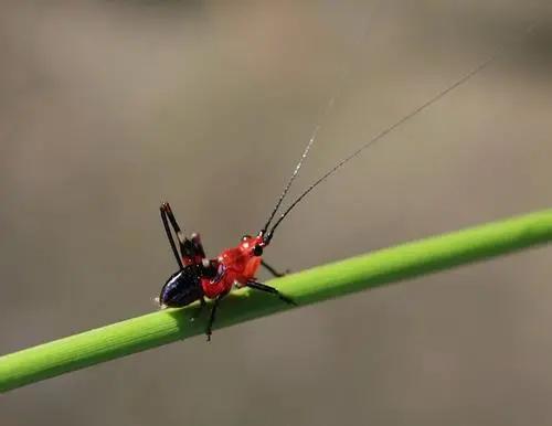 幫幫每周一蟲:這個(gè)蟲子有點(diǎn)猛-草蜢