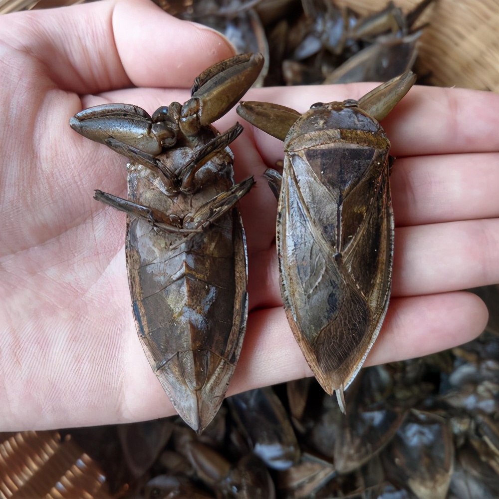 盤點昆蟲界的十大“巨無霸昆蟲”