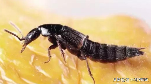 這蟲(chóng)子可是個(gè)狠角色，惹不起，躲著走