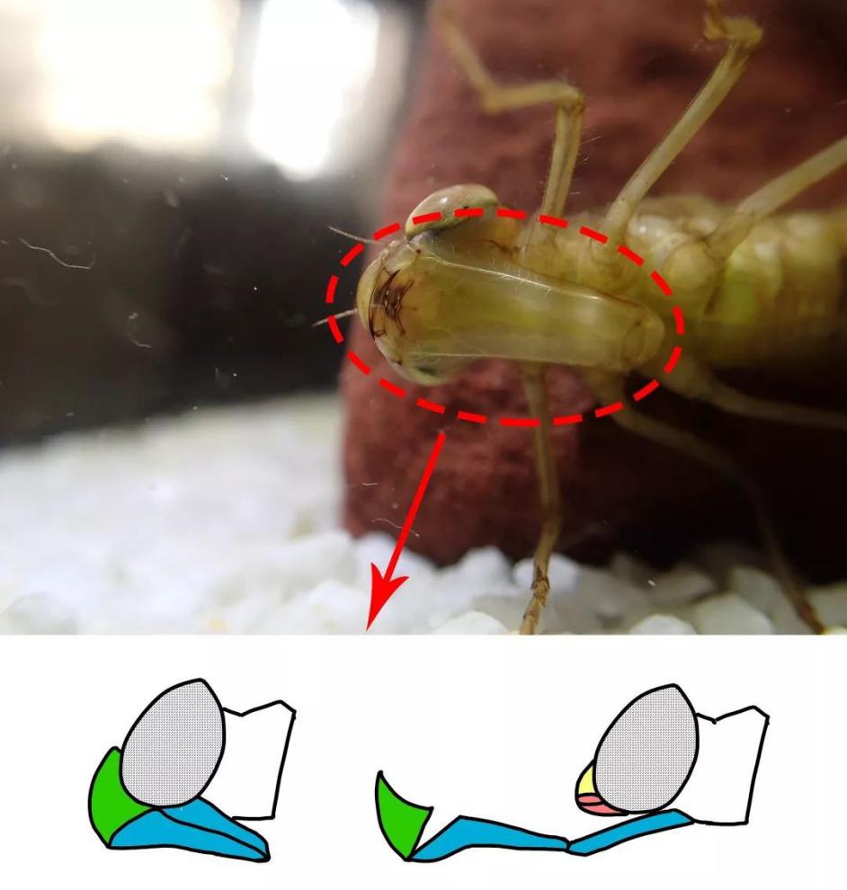 "異形"原型？水下又一兇猛昆蟲出現(xiàn)，原來是蜻蜓稚蟲——水蠆