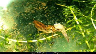 "異形"原型？水下又一兇猛昆蟲出現(xiàn)，原來是蜻蜓稚蟲——水蠆