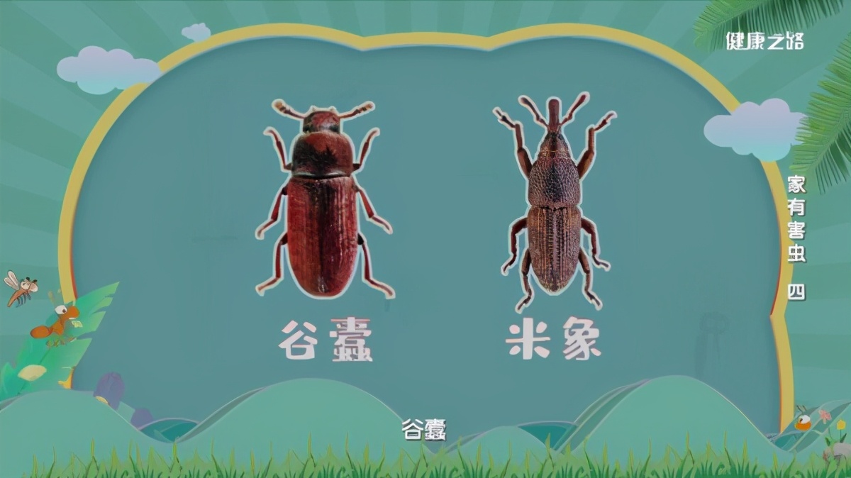 專家這么說：家中出現(xiàn)糧食蛀蟲、衣服蛀蟲不要怕！我們有辦法