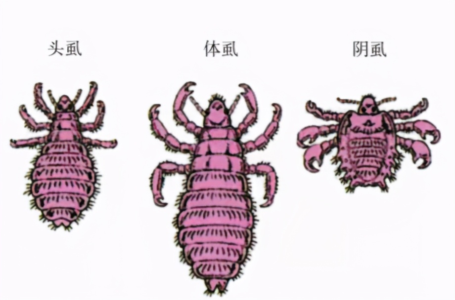 吸人血，傳播病毒！小小的一只卻改變了一場戰(zhàn)爭的勝局