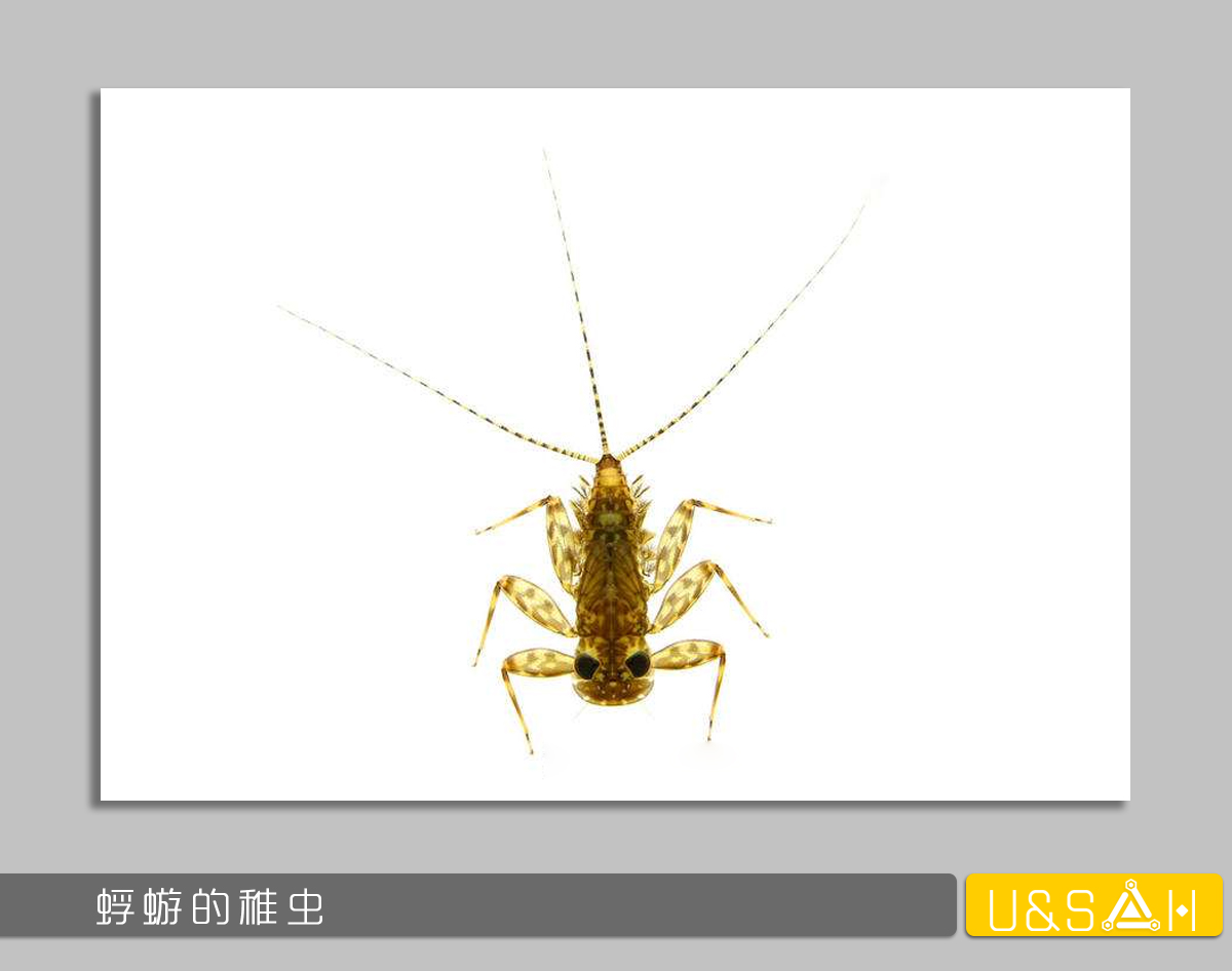 世間最變態(tài)的生物是什么？是蝴蝶！最殘忍的生物呢？還是蝴蝶