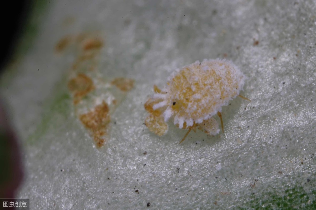 世間最變態(tài)的生物是什么？是蝴蝶！最殘忍的生物呢？還是蝴蝶