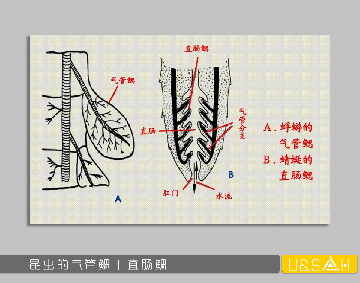 世間最變態(tài)的生物是什么？是蝴蝶！最殘忍的生物呢？還是蝴蝶