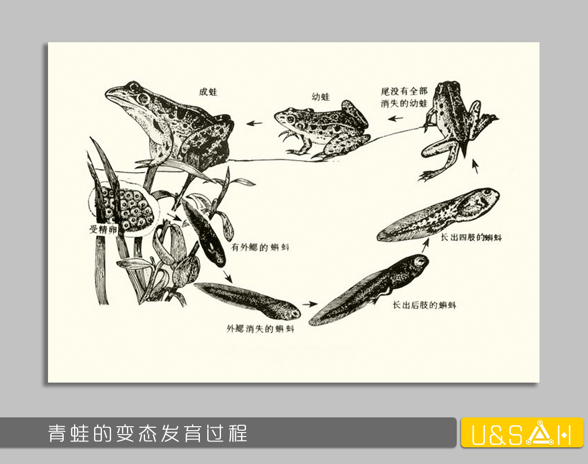 世間最變態(tài)的生物是什么？是蝴蝶！最殘忍的生物呢？還是蝴蝶
