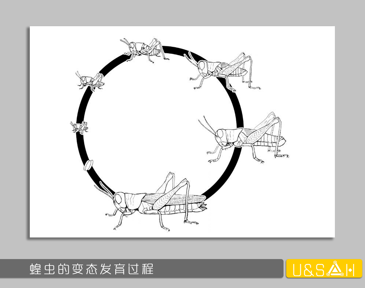世間最變態(tài)的生物是什么？是蝴蝶！最殘忍的生物呢？還是蝴蝶