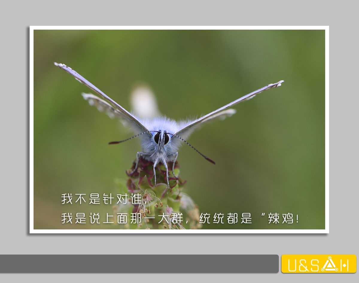 世間最變態(tài)的生物是什么？是蝴蝶！最殘忍的生物呢？還是蝴蝶