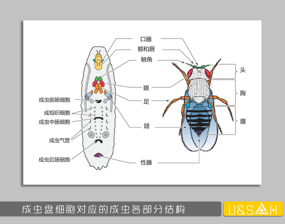 世間最變態(tài)的生物是什么？是蝴蝶！最殘忍的生物呢？還是蝴蝶