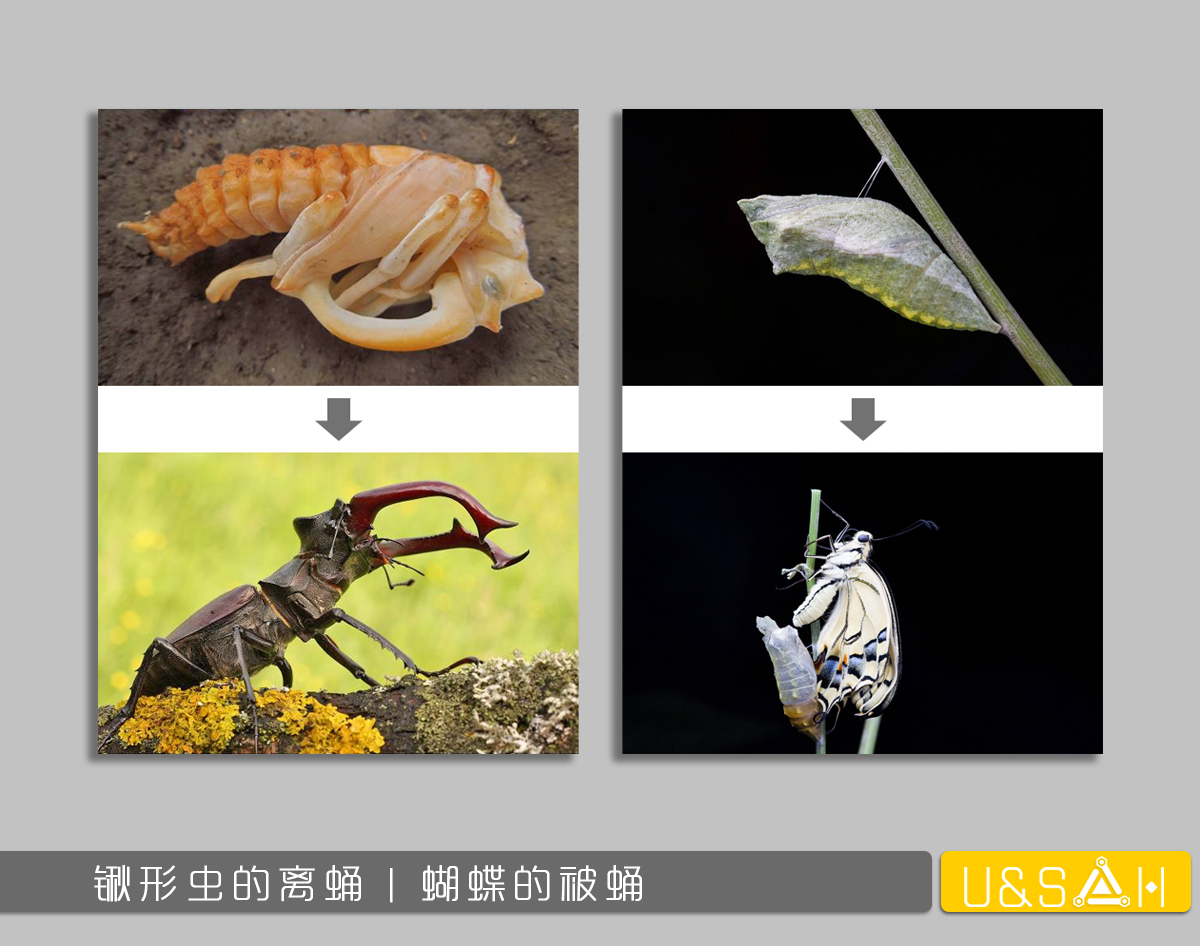 世間最變態(tài)的生物是什么？是蝴蝶！最殘忍的生物呢？還是蝴蝶