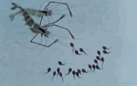 世間最變態(tài)的生物是什么？是蝴蝶！最殘忍的生物呢？還是蝴蝶