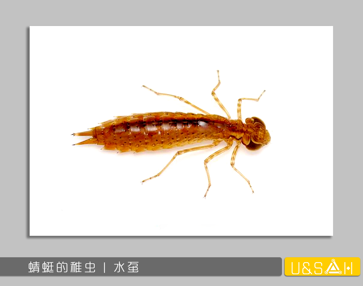 世間最變態(tài)的生物是什么？是蝴蝶！最殘忍的生物呢？還是蝴蝶