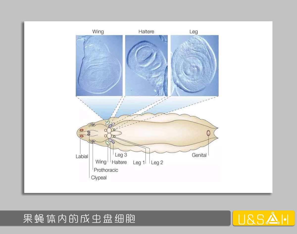 世間最變態(tài)的生物是什么？是蝴蝶！最殘忍的生物呢？還是蝴蝶