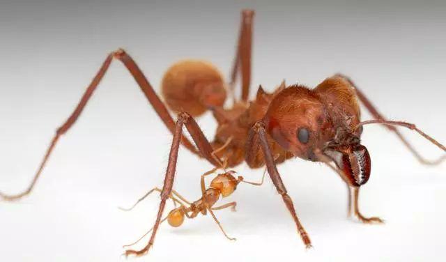 蟻后死亡后，蟻群如何運(yùn)轉(zhuǎn)？改朝換代還是走向滅亡？