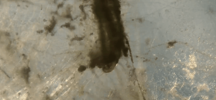 比蚊子還可怕的“蚊子”，密密麻麻在你頭上盤旋，被咬還奇癢無比