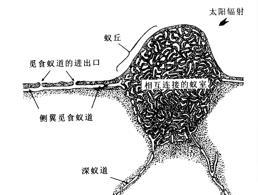 為什么紅火蟻會(huì)被中國(guó)列為“最危險(xiǎn)入侵物種”？
