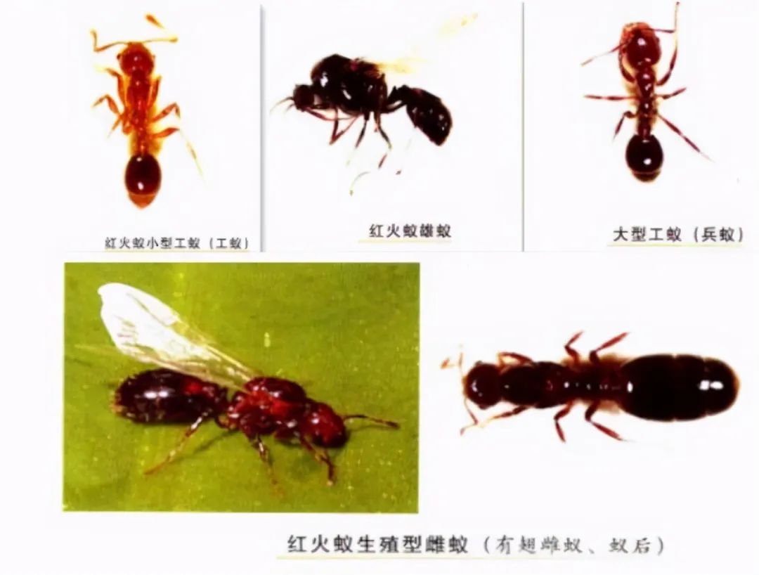 為什么紅火蟻會(huì)被中國(guó)列為“最危險(xiǎn)入侵物種”？