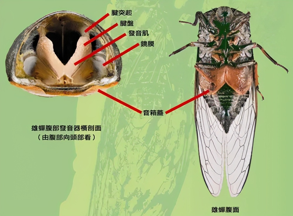 為什么天越熱，蟬叫得越厲害？原來是這個原因