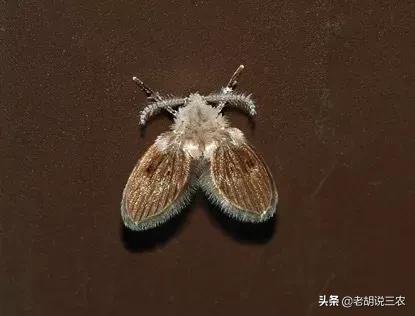 衛(wèi)生間里的小飛蟲究竟是什么蟲？說了它們的出身，許多人都想吐