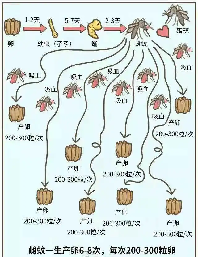 雌蚊子只需交配一次便可終身產(chǎn)卵，你知道嗎？