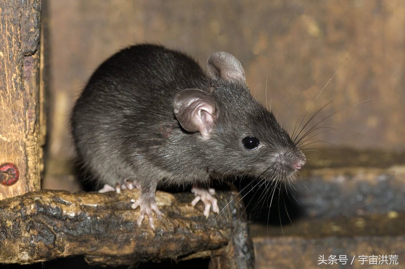 若不殺死它，2只變成5億只