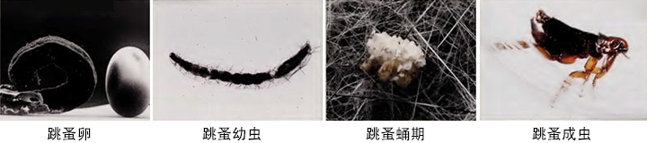 小小跳蚤卻擁有超大能力，還曾經(jīng)改變過(guò)歷史？