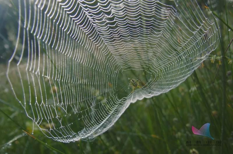 當(dāng)洪水來襲，動物們都是如何逃生的？螞蟻的"獨門秘籍"竟是…