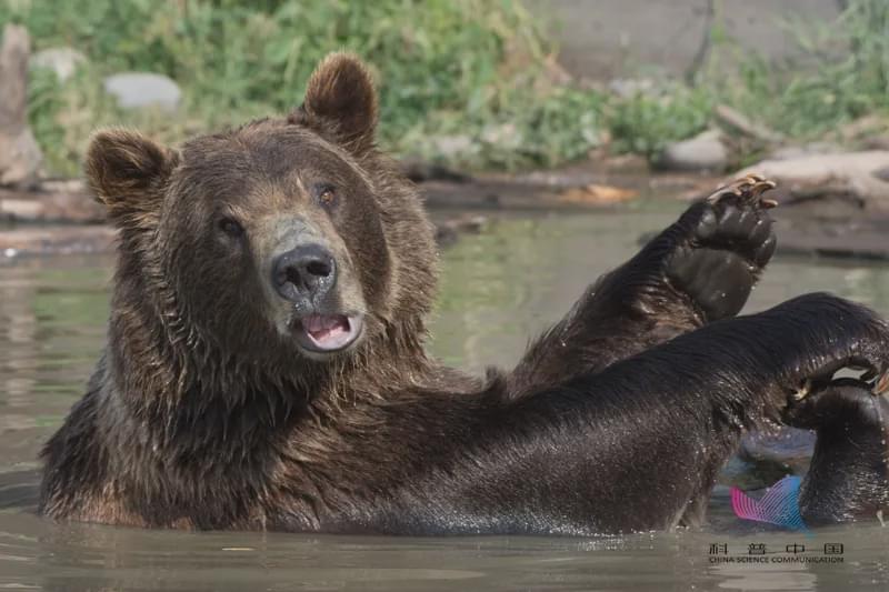 當(dāng)洪水來襲，動物們都是如何逃生的？螞蟻的"獨門秘籍"竟是…