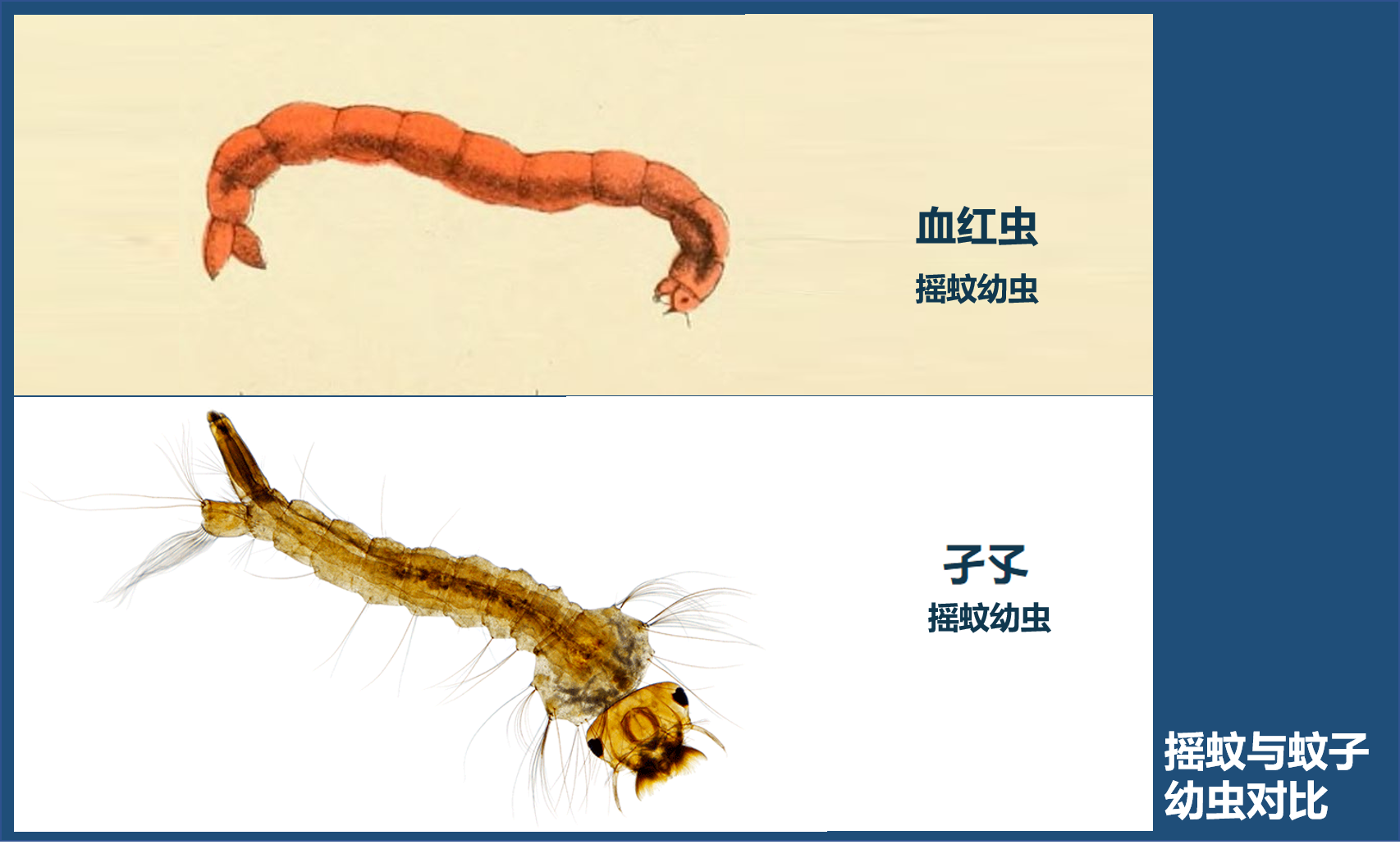 頭頂?shù)摹拔米尤Α?，竟是搖蚊的“相親大會”，讓人又愛又恨的搖蚊