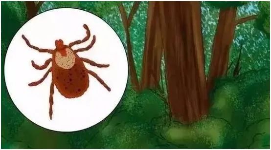 家中的小孩被蜱蟲咬了怎么辦？如何對付蜱蟲？