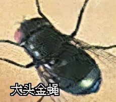 大強(qiáng)蟲控：常見的家庭蟲害 您家里有哪幾種？