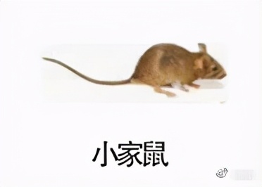 大強(qiáng)蟲控：常見的家庭蟲害 您家里有哪幾種？