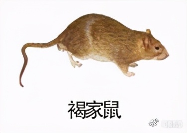 大強(qiáng)蟲控：常見的家庭蟲害 您家里有哪幾種？