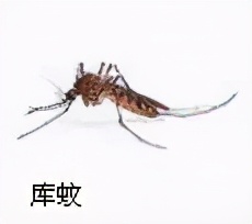 大強(qiáng)蟲控：常見的家庭蟲害 您家里有哪幾種？