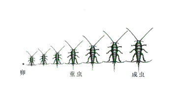 房屋內(nèi)的蟲子之衣魚，愛啃食書籍，在圖書、谷類和衣服中均可發(fā)現(xiàn)