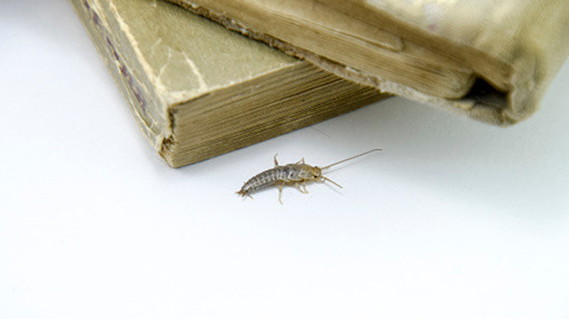 房屋內(nèi)的蟲子之衣魚，愛啃食書籍，在圖書、谷類和衣服中均可發(fā)現(xiàn)