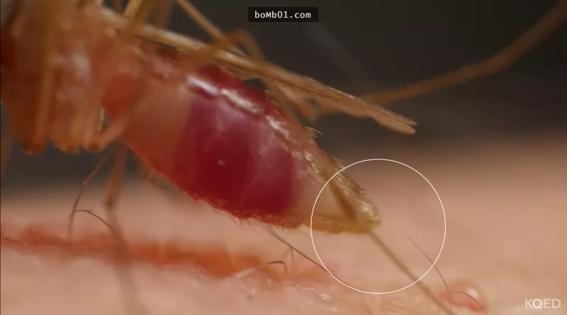 蚊子本身有血液嗎？吸血竟不是為了填飽肚子