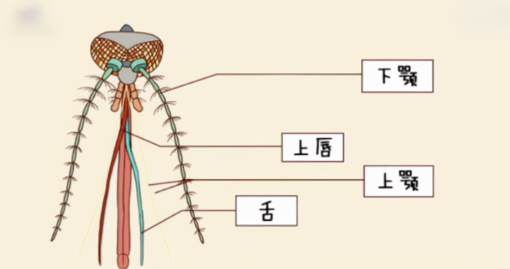 蚊子本身有血液嗎？吸血竟不是為了填飽肚子