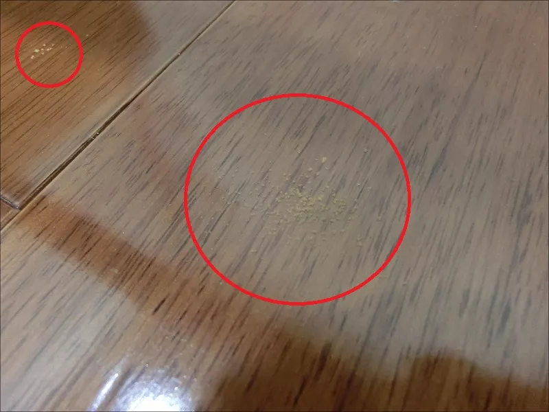 藏在木質(zhì)家具里的蟲子是什么？要怎么消滅？