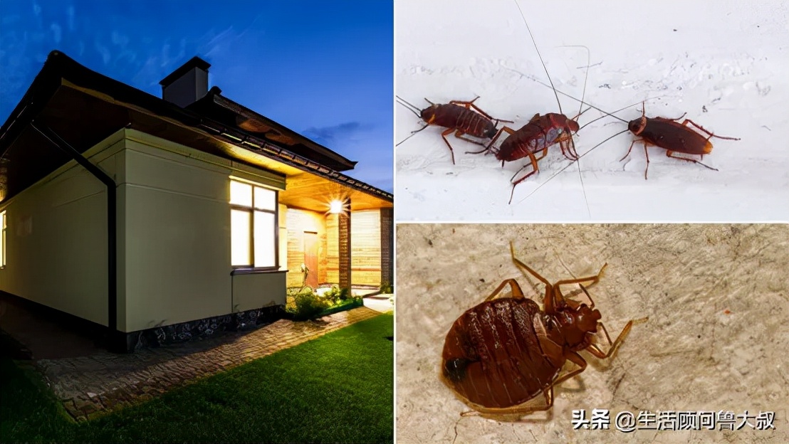 家里有蟲子怎么辦？是什么吸引了它們？
