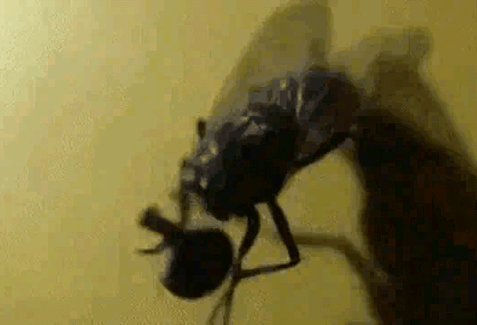 蒼蠅為什么要把頭擰下來玩？無頭蒼蠅為什么還能存活？