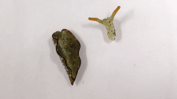 蒼蠅為什么要把頭擰下來玩？無頭蒼蠅為什么還能存活？