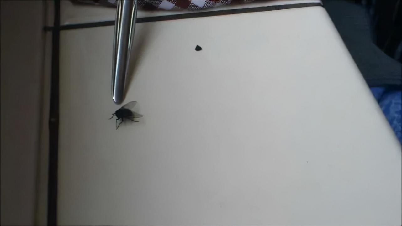 蒼蠅為什么要把頭擰下來玩？無頭蒼蠅為什么還能存活？