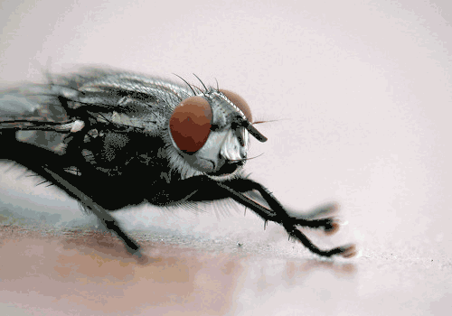 蒼蠅為什么要把頭擰下來玩？無頭蒼蠅為什么還能存活？